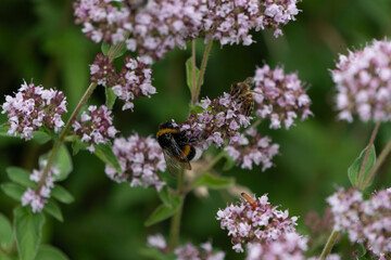 big beauty flowers with bee