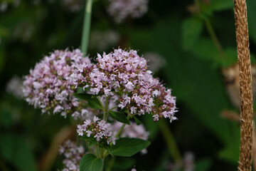 big beauty flowers with bee