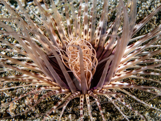 Anemone (Cerianthus sulcatus)
