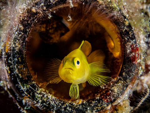 Yellow Pygmy Goby (Gobiodon okinawae)