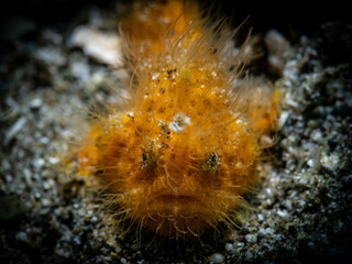 Hairy Frogfish (Antennarius Striatus)