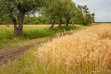 A scenic rural path lined with old willow trees next to a golden barley field. Peaceful countryside landscape in summer, evoking simplicity, harvest, and natural beauty