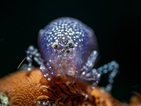 Tunicate Shrimp (Periclimenaeus sp.)