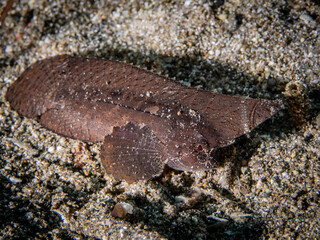 Spiny Waspfish (Ablabys macracanthus)