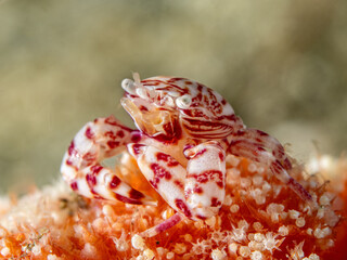 Soft Coral Porcelain Cram (Lissoporcellana naksonei)