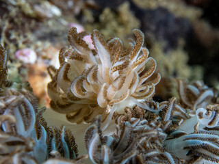 Xenia coral nudibranch (Phyllodesmium jakobsenae)