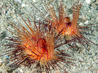 Fire urchin (Astropyga radiata)