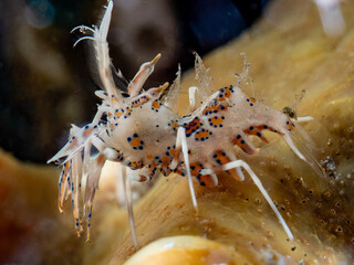 Tiger Shrimp (Phyllognathia ceratopthalma)