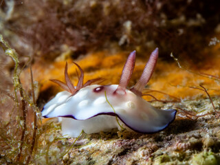 Bus Stop Nudibranch (Goniobranchus hintuanensis)