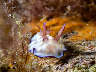 Bus Stop Nudibranch (Goniobranchus hintuanensis)