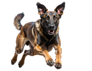 German Shorthaired Pointer Running – Isolated