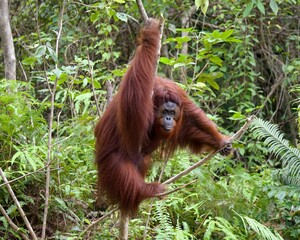 Orangutan at Sambodja Lodge Kalimantan Borneo