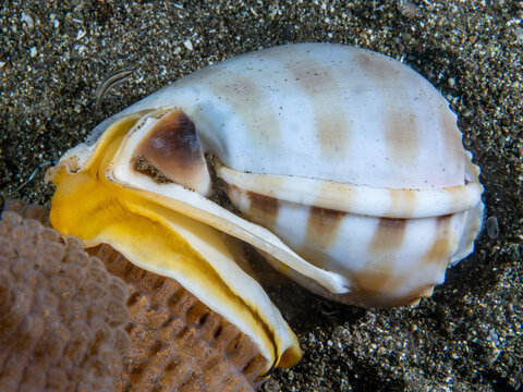 Banded Bonnet Snail (Phalium Bandatum)