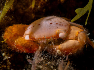 Porcelain Crab (Trapezia serenei)