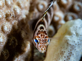 Glass blenny (Emblemariopsis diaphana)