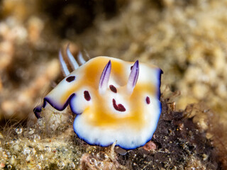 Leopard Nudibranch (Goniobranchus leopardus)