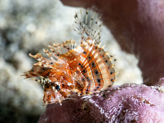Fuzzy Dwarf Lionfish (Dendrochirus brachypterus)