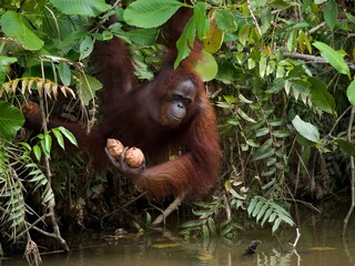 Orangutan at Sambodja Lodge Kalimantan Borneo