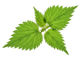 Vibrant green stinging nettle leaves isolated on transparent background
