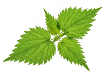 Vibrant green stinging nettle leaves isolated on transparent background