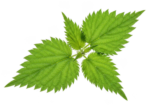 Vibrant green stinging nettle leaves isolated on transparent background
