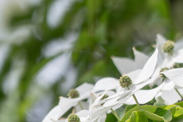 美しい緑　純白の花　ヤマボウシ