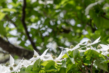 美しい緑　純白の花　ヤマボウシ