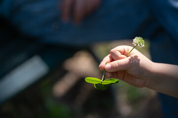 Child Holding Clover and Flower in Summer Light
