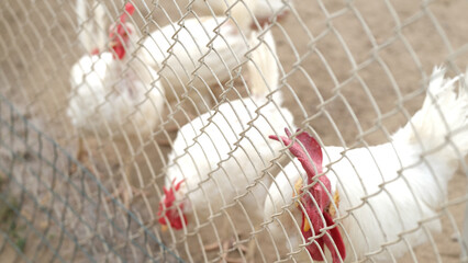 White Roosters Behind Fence in Poultry Enclosure © Nataliia