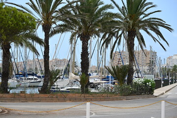 port jachty i drzewa palmowe © Miroslaw