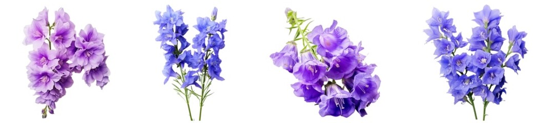 Two Different Types of Blue and Larkspur Flowers isolated on transparent background.