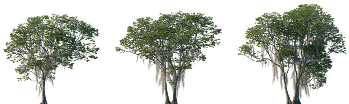 Set of Fraxinus caroliniana (the pop ash, Florida ash, swamp ash, Carolina ash, or water ash) frontal trees isolated png on a transparent background perfectly cutout