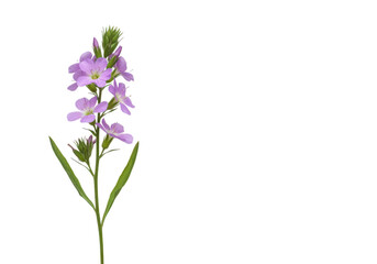 Naklejka premium Delicate purple wildflower with green leaves isolated on transparent background