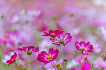 秋に咲く濃いピンクのコスモスのクローズアップ