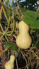 Close-up of Butternut Squash Growing on Vine