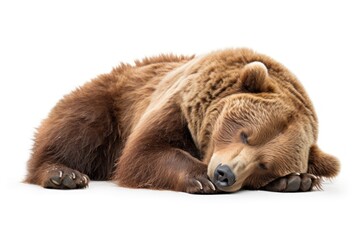 Fototapeta premium Lazy bear wildlife sleeping mammal.