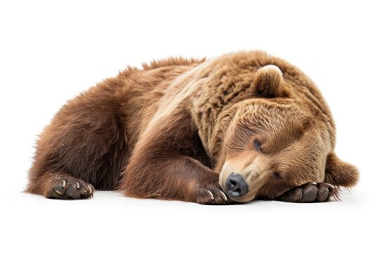 Lazy bear wildlife sleeping mammal.
