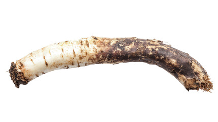 Horseradish root whole background isolated on a Transparent background, PNG file.