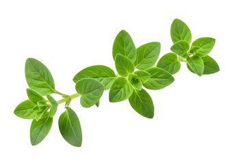 Fresh green oregano herb sprig isolated on transparent background