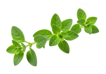 Fresh green oregano herb sprig isolated on transparent background