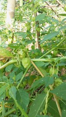 Close-Up of Ciplukan Golden Berry Plant