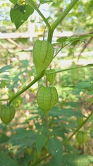 Close-Up of Cape Gooseberry Plant Outdoors