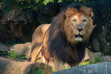 Obraz premium lion in the zoo