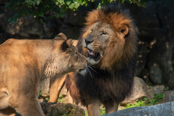 lion and lioness