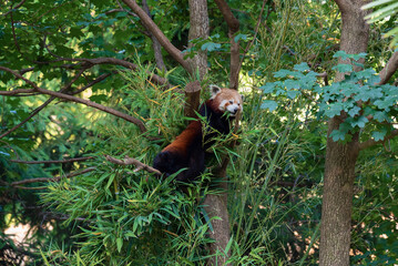 red panda eating bamboo