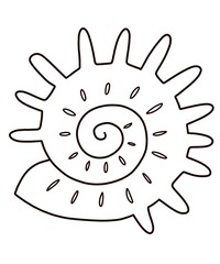 a shell sea on white background