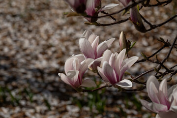 Obraz premium Magnolia Flowers and Petal Carpet in Early Spring