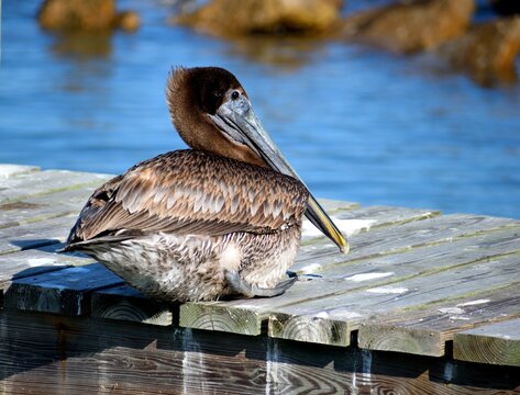 pelicans on the dock - Powered by Adobe
