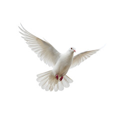 White Dove Flying &ndash; Symbol of Peace, Freedom, and Hope, Isolated on White or Transparent Background