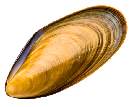 Close-up view of a mussel shell on a transparent background
